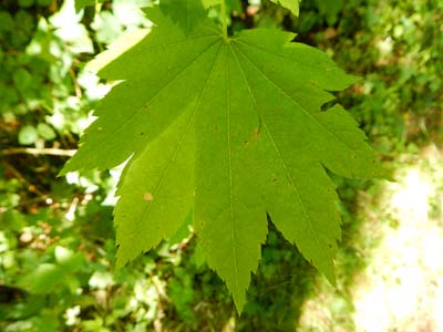 vine maple leaf