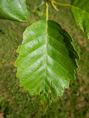 red alder leaf