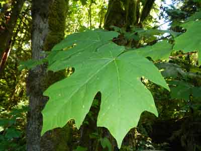 big leaf maple leaf