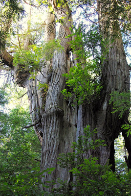 ancient red cedar tree