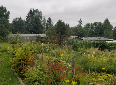 permaculture plants at Alderleaf