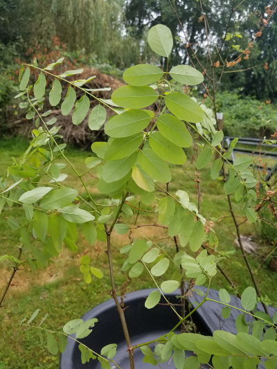 black locust sapling