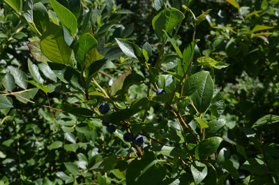 blueberry bush