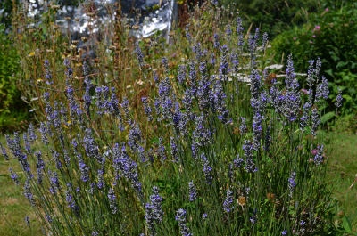 lavender plants