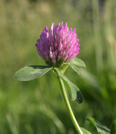 red clover flower