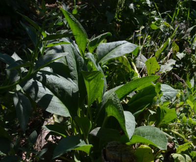 comfrey