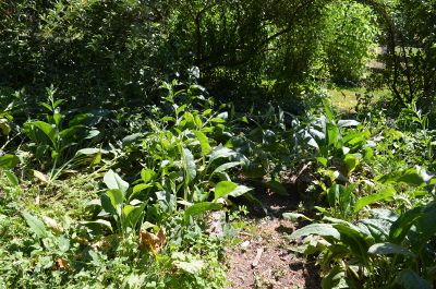 comfrey growing along pathways