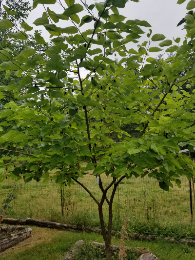 mulberry sapling