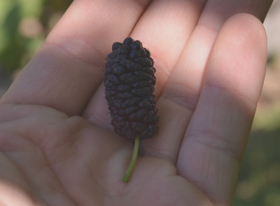 mulberry berry