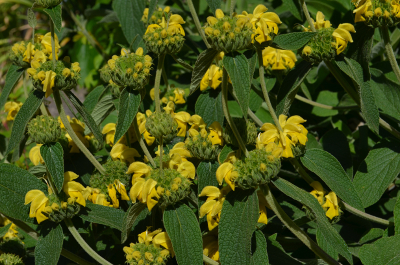 Jerusalem sage plant