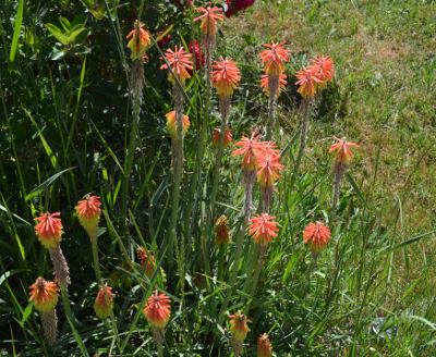 red hot poker plant