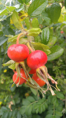 rose hips