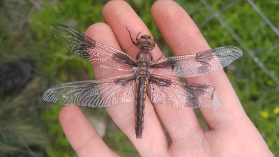 dragonfly