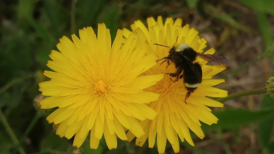 bee on a flower