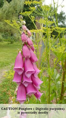 poisonous foxglove