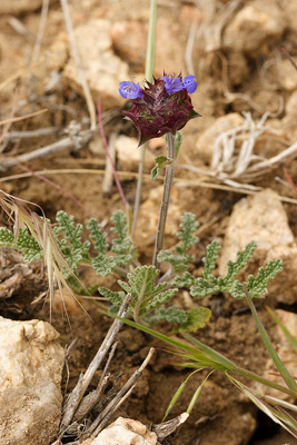 chia sage plant