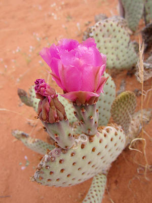 prickly pear cactus