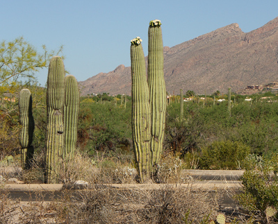 saguaro cacti