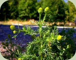 plants that repel mosquitoes pineappleweed