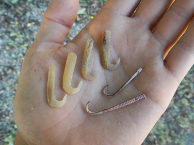 primitive fishhooks