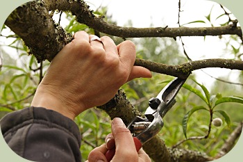 pruning