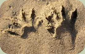 raccoon tracks