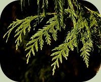 rd cedar foliage