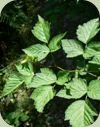 temperate rainforest plants salmonberry