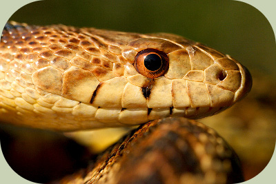 gophersnake