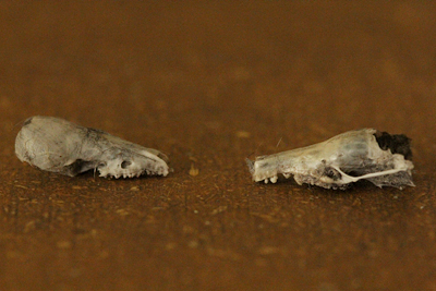 shrew skull and mole skull