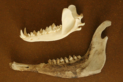 mandibles