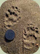 skunk tracks