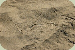 garter snake tracks