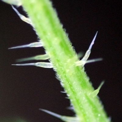 stinging hairs on the nettle plant