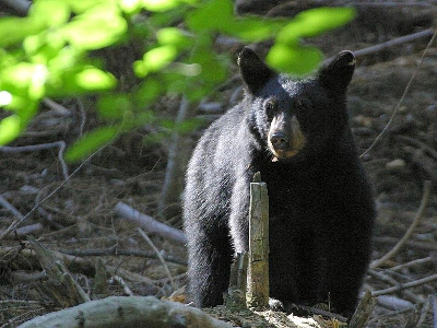 black bear