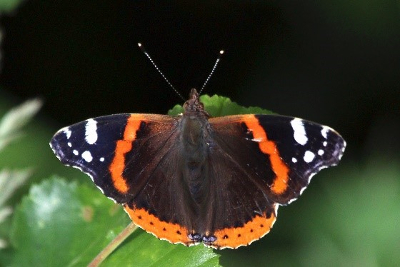 red admiral butterfly