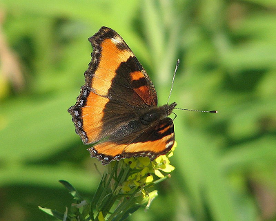 milbert's tortoiseshell butterfly