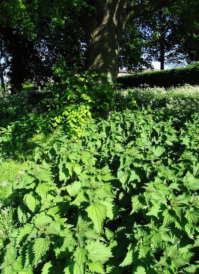 stinging nettle patch