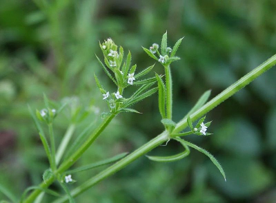 cleaver plant