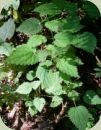 temperate rainforest plants stinging nettle