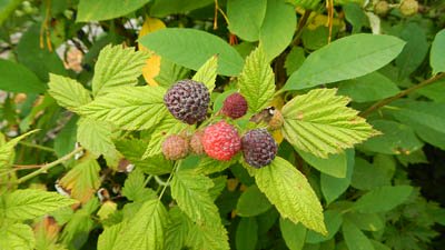 wild black-cap rapberries
