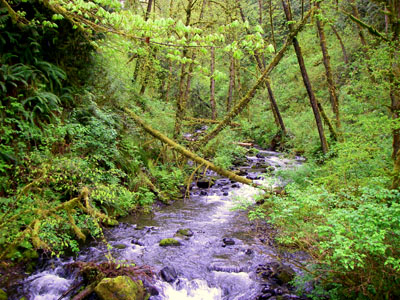 McCoy Creek at Alderleaf