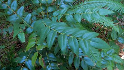 oregon grape used for emergency survival water purification