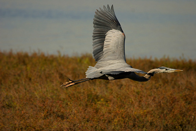 swamp ecosystem