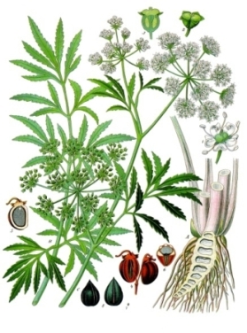 water hemlock drawing