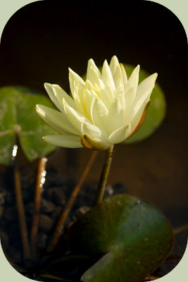 water lily