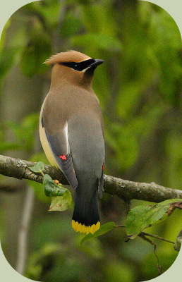 waxwing