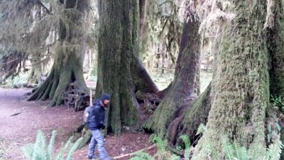 student exploring old-growth forest