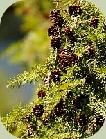 western hemlock with cones