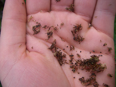 tiny seeds of amaranth